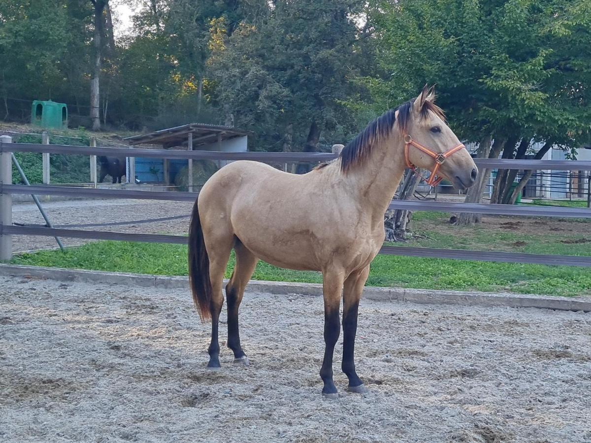 Repos Rouge-Plaisir Au Milieu Des Chevaux Kembs Exterior photo