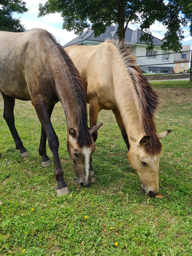 Repos Rouge-Plaisir Au Milieu Des Chevaux Kembs Exterior photo